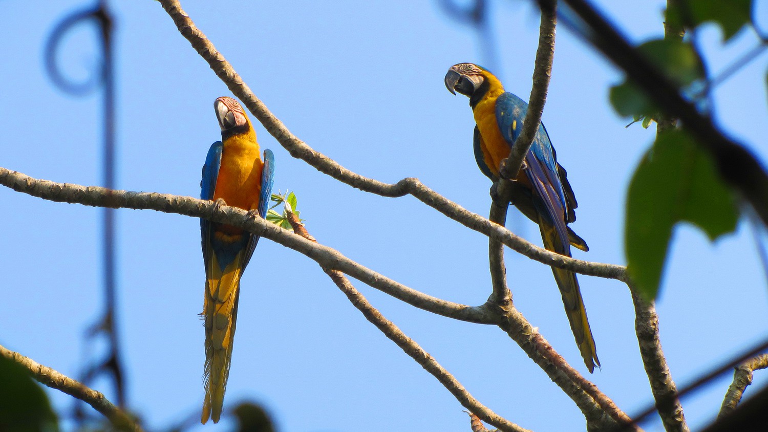 Two Macaws observing Lagoa das Araras